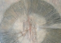 100X100 cm